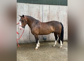Welsh-D, Ruin, 9 Jaar, 140 cm, Roodbruin