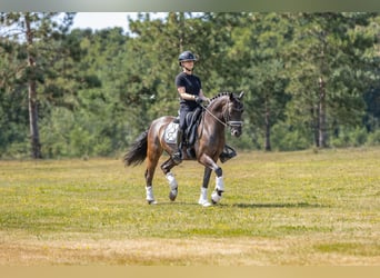 Welsh-D, Ruin, 9 Jaar, 143 cm, Donkerbruin