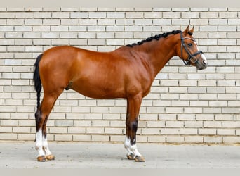 Welsh-D, Ruin, 9 Jaar, 148 cm, Bruin