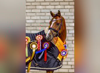 Welsh-D, Ruin, 9 Jaar, 148 cm, Bruin