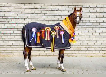 Welsh-D, Ruin, 9 Jaar, 148 cm, Bruin