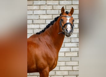 Welsh-D, Ruin, 9 Jaar, 148 cm, Bruin