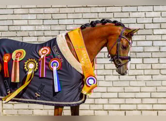 Welsh-D, Ruin, 9 Jaar, 148 cm, Bruin