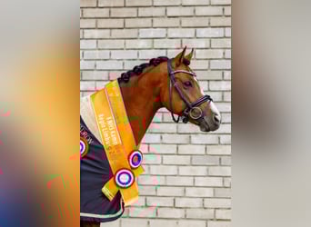 Welsh-D, Ruin, 9 Jaar, 148 cm, Bruin