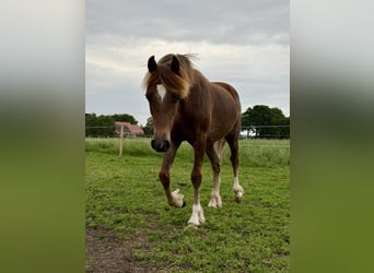 Welsh-D, Stallone, 1 Anno, 146 cm, Sauro scuro