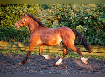 Welsh-D, Stallone, 2 Anni, 150 cm, Baio