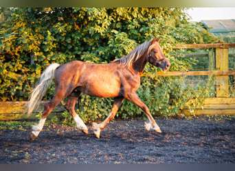 Welsh-D, Stallone, 2 Anni, 150 cm, Sauro