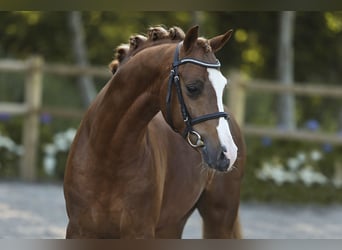 Welsh-D, Stallone, 3 Anni, 146 cm, Sauro