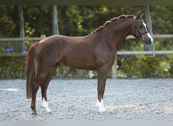 Welsh-D, Stallone, 3 Anni, 146 cm, Sauro