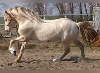 Welsh-D, Stallone, 4 Anni, 155 cm, Perlino