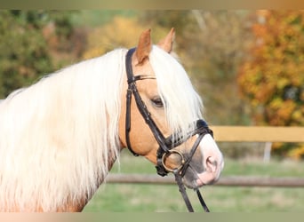 Welsh-D, Stallone, 6 Anni, 138 cm, Palomino