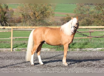 Welsh-D, Stallone, 6 Anni, 138 cm, Palomino