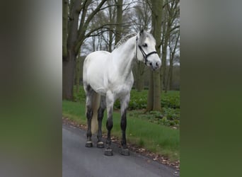 Welsh-D, Stallone, 6 Anni, 145 cm, Grigio