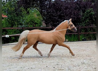 Welsh-D, Stallone, 8 Anni, 150 cm, Palomino
