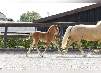 Welsh-D, Stallone, Puledri
 (05/2024), 150 cm, Sauro scuro