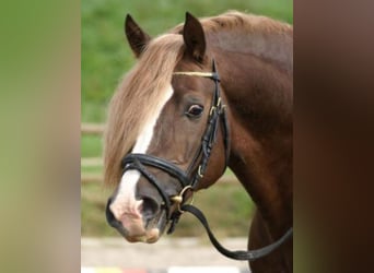 Welsh-D, Stallone, 24 Anni, 148 cm, Sauro