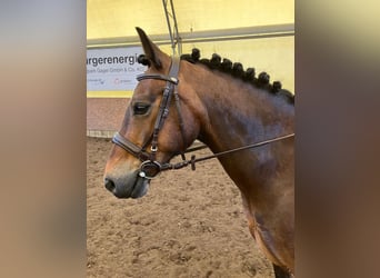 Welsh-D, Stute, 10 Jahre, 142 cm, Brauner