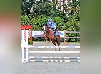 Welsh-D, Stute, 10 Jahre, 147 cm, Dunkelfuchs