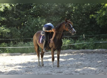 Welsh-D, Stute, 10 Jahre, 147 cm, Dunkelfuchs