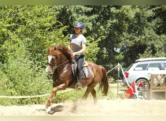 Welsh-D, Stute, 10 Jahre, 147 cm, Dunkelfuchs