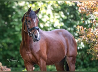 Welsh-D, Stute, 10 Jahre, 148 cm, Brauner