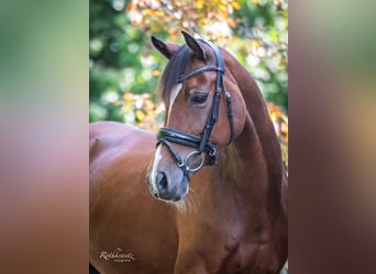 Welsh-D, Stute, 10 Jahre, 148 cm, Brauner