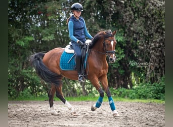Welsh-D, Stute, 10 Jahre, 148 cm, Brauner