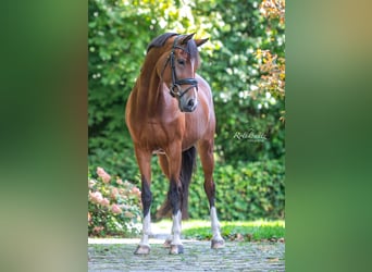 Welsh-D, Stute, 10 Jahre, 148 cm, Brauner