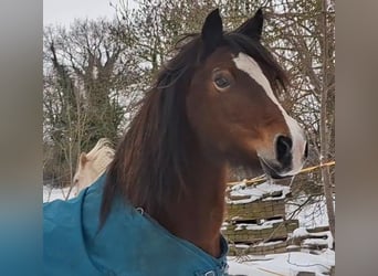 Welsh-D, Stute, 11 Jahre, 144 cm, Brauner