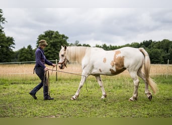 Welsh-D Mix, Stute, 11 Jahre, 153 cm, Overo-alle-Farben