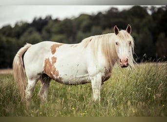 Welsh-D Mix, Stute, 11 Jahre, 153 cm, Overo-alle-Farben