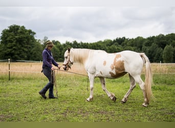 Welsh-D Mix, Stute, 11 Jahre, 153 cm, Overo-alle-Farben