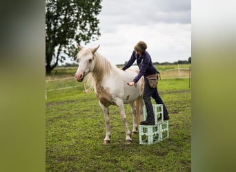 Welsh-D Mix, Stute, 11 Jahre, 153 cm, Overo-alle-Farben