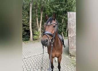 Welsh-D, Stute, 12 Jahre, 143 cm, Brauner