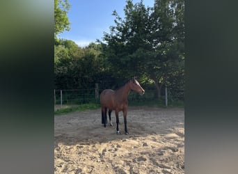 Welsh-D, Stute, 12 Jahre, 143 cm, Brauner