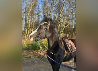 Welsh-D, Stute, 12 Jahre, 144 cm, Schwarzbrauner