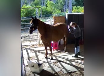 Welsh-D, Stute, 12 Jahre, 150 cm, Fuchs