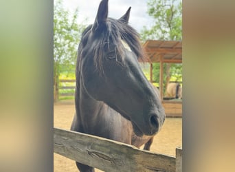 Welsh-D, Stute, 12 Jahre, 153 cm, Rappe