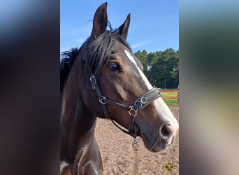 Welsh-D, Stute, 13 Jahre, 146 cm, Dunkelbrauner