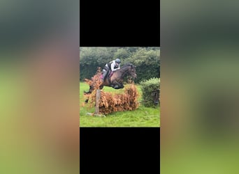 Welsh-D, Stute, 13 Jahre, 147 cm, Dunkelbrauner