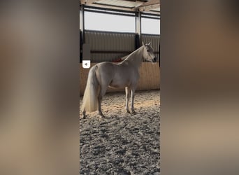 Welsh-D, Stute, 13 Jahre, 150 cm, Pearl