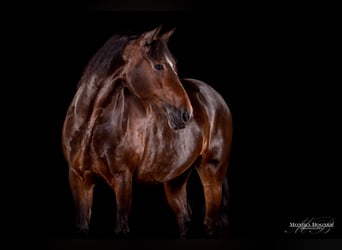 Welsh-D, Stute, 13 Jahre, 151 cm, Brauner