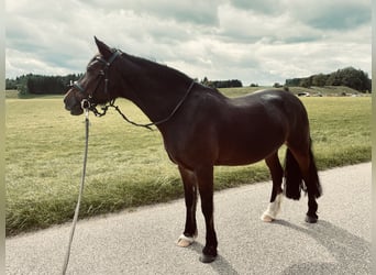Welsh-D, Stute, 13 Jahre, 153 cm, Dunkelbrauner