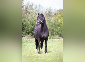 Welsh-D, Stute, 13 Jahre, 156 cm, Rappe