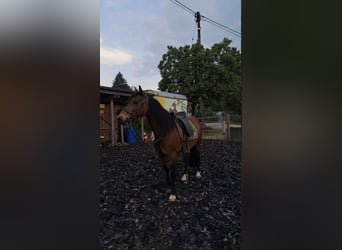 Welsh-D, Stute, 13 Jahre, Brauner