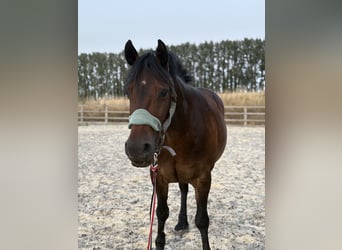 Welsh-D, Stute, 13 Jahre, Dunkelbrauner