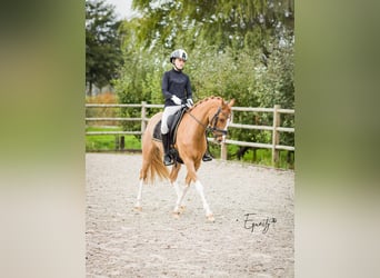 Welsh-D, Stute, 14 Jahre, 144 cm, Fuchs