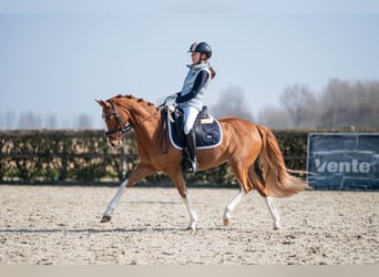 Welsh-D, Stute, 14 Jahre, 144 cm, Fuchs
