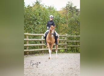 Welsh-D, Stute, 14 Jahre, 144 cm, Fuchs