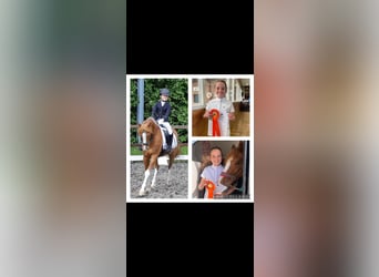 Welsh-D, Stute, 14 Jahre, 144 cm, Fuchs